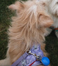 TRUELOVE狗狗小型犬牽引繩胸背帶遛狗繩子中型犬泰迪比熊背心式寵物牽狗繩 淺紫 XXS-胸圍35-45cm（建議8-12斤） 曬單實(shí)拍圖