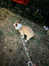 麥富迪 狗糧 藻趣兒通用全價犬糧小中大型犬泰迪柯基金毛拉布拉多 【熱銷】成犬糧40斤裝 曬單實拍圖