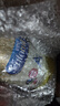 美贊臣（MeadJohnson）港版安嬰兒A+1段嬰幼兒奶粉 850g 0-6個(gè)月 HMO DHA 0蔗糖0香精 曬單實(shí)拍圖