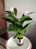 【熱銷款】白掌一帆風(fēng)順盆栽水培植物室內(nèi)花綠植紅掌發(fā)財(cái)樹(shù)吸甲醛 【店主推薦】特級(jí)白掌6-8株帶花+早安盆+營(yíng)養(yǎng)液 曬單實(shí)拍圖