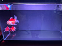 當貝智能生態(tài)魚(yú)缸1Ultra 一體缸自循環(huán)桌面魚(yú)缸+HIDOM增氧泵套餐 曬單實(shí)拍圖