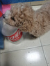 嘉瑰泰迪幼犬灰泰迪純種泰迪狗活犬寵物狗狗活體巨貴貴賓犬茶杯犬 寵物級 香檳色 曬單實拍圖