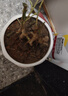 重瓣茉莉花盆栽濃香型南方四季開花帶盆驅(qū)蚊綠植花卉室內(nèi)陽臺庭院 茉莉4~5棵帶花苞發(fā)貨【送菱形高檔陶瓷盆】 曬單實拍圖