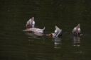 騰龍（Tamron）B061S 18-300mm F3.5-6.3 Di III-A VC VXD 遠(yuǎn)攝大變焦防抖鏡頭 一鏡走天下 索尼E口 暢拍濾鏡禮包 曬單實(shí)拍圖