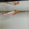 印尼紅龍魚活體魚辣椒紅龍超血紅龍金龍魚活魚龍魚小魚熱帶觀賞魚 賽級——血艷紅龍【包發(fā)色】 16-18cm【證書芯片齊全】包發(fā)色 曬單實拍圖
