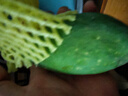閩域?qū)r金煌芒新鮮現(xiàn)摘現(xiàn)發(fā)應(yīng)季時(shí)令熱帶孕婦新鮮采摘皮薄海南金煌芒 凈重4.5斤 果農(nóng)推薦裝【單果230g+】 【手工精選】 曬單實(shí)拍圖