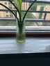 呂姆克花瓶玻璃花瓶擺件工藝品插花仿真干花富貴竹水養(yǎng)花瓶中號(hào)透明5043 曬單實(shí)拍圖