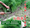 小茴香種子四季播陽(yáng)臺盆栽室內青菜蔬菜春季夏秋季割茬茴香種籽孑 小茴香種子【1包 約400?！?曬單實(shí)拍圖