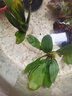 瘋狂水草坨草水草植物直接入缸魚(yú)缸植物7棵魚(yú)缸造景水溶沉木 源頭直發(fā)包郵 曬單實(shí)拍圖