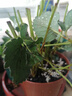 【送盆送土】四季奶油草莓苗盆栽南北方陽臺水果庭院種植大果樹苗 【5株帶盆+帶營養(yǎng)土+肥】 四季草莓 曬單實(shí)拍圖