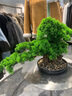 仿真迎客松盆景綠植造景酒店裝飾仿真樹(shù)新中式玄關(guān)羅漢松擺件 款 小號 曬單實(shí)拍圖