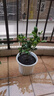 葉之靜檸檬樹(shù)苗 陽(yáng)臺 庭院植物 南方北方種植 果樹(shù)苗 當年顆結果 黃皮黃肉 五年大苗當年結果 曬單實(shí)拍圖