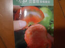 壽禾 草莓番茄種子苗綠肩西紅柿蔬菜種籽 濰豐貝雷塔草莓番茄種子25粒 曬單實拍圖