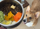 Orijen渴望狗糧 六種魚 成犬幼犬全價(jià)魚肉美毛進(jìn)口犬糧6kg效期25/12 曬單實(shí)拍圖