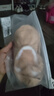 柏屋舞苑舞蹈鞋女兒童成人彈力布軟底鞋駝色芭蕾形體鞋練功鞋舞鞋芭蕾舞鞋 曬單實拍圖