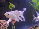 AMTRA TECHNIK德國安彩壁掛過濾器ex650魚缸過濾器烏龜?shù)退粌羲o音 EX650 新版除油膜器【內(nèi)含濾材】 曬單實(shí)拍圖