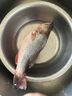 鮮活沖浪河鱸魚400-500g/條 曬單實拍圖