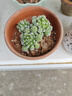 詠幻緋花玉多肉植物組合小盆栽帶盆仙人球室內(nèi)開花辦公仙人掌綠植 白鳥1盆3顆原土原盆+肥料 曬單實拍圖