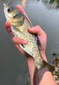 花鰱魚飼料池塘養(yǎng)殖花白鰱胖頭鯉鯽淡水魚通用肥水開口高蛋白粉料 10斤【不污水質(zhì)】增肥促長 曬單實拍圖