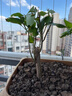【藍白冰心】三角梅盆栽綠植老樁耐寒植物陽(yáng)臺庭院四季花卉開(kāi)花 精品苗【包成活對版】+開(kāi)花+肥料 【七年老苗】99%人選擇（三個(gè)月內開(kāi)花）推薦 曬單實(shí)拍圖