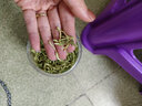 正宗嚴(yán)選金銀花有絨清火去火養(yǎng)生涼茶散裝新貨天然花草泡水茶z 金銀花體驗(yàn)裝：1瓶25g 曬單實(shí)拍圖
