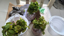 薄荷教室植物盆栽留蘭香驅(qū)蚊好養(yǎng)活植物綠植陽臺四季常青盆栽好養(yǎng) 2盆薄荷+2個透明吸水盆 曬單實(shí)拍圖
