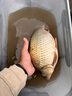 民間藝人LB系列蘆葦漂高靈敏魚(yú)漂輕口淺水加粗醒目鯽鯉魚(yú)浮漂黑坑臺釣浮標 曬單實(shí)拍圖