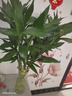綠有意紫竹鴻運(yùn)當(dāng)頭富貴竹大葉竹水培水養(yǎng)綠植花卉室內(nèi)客廳凈化空氣 80cm富貴竹【10棵】+營養(yǎng)液 、 曬單實(shí)拍圖