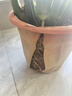 盆栽植物固定防倒伏護葉架月季花卉花枝扶持架綠植蝴蝶蘭花支撐架 支撐桿30cm*10根+固定扣15個(gè) 曬單實(shí)拍圖