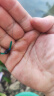民間藝人金袖子線雙鉤有無刺成品綁好鯽魚小魚短子線魚鉤套裝金釉仕掛線組 曬單實拍圖