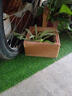 初綠雨棚消音墊靜音空調外機仿真草坪隔音棉鐵皮雨棚屋頂陽(yáng)臺防滴水聲 2cm春草升級柔軟耐磨草 曬單實(shí)拍圖