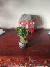 八芽 小葉赤楠盆景擺件室內(nèi)綠植花卉盆栽老樁客廳辦公室桌面好養(yǎng)植物 【推薦款】小葉赤楠+舍得紫砂盆+苔蘚鋪面+底座 曬單實(shí)拍圖