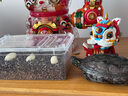 智宙爬寵種龜?shù)胺趸鳠o菌蛭石守宮蛇蛋蜥蜴孵化盒保濕透氣烏龜孵化箱 S碼孵化器1套 適合6個蛋 曬單實拍圖