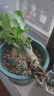 沙漠玫瑰花苗盆栽綠植重瓣四季花卉植物老樁室內(nèi)陽臺(tái)盆景開帶花苞 三年苗原盆原土 曬單實(shí)拍圖