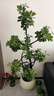植男植女鴨腳木造型客廳盆栽八方來財(cái)室內(nèi)落地北歐輕奢大型好養(yǎng)常青綠植 鴨腳木-纏線造型款1.4-1.6M【送半年?duì)I養(yǎng)液】 曬單實(shí)拍圖