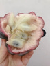 優(yōu)味集【順豐/JD】玫瑰釋迦果水果大目番荔枝當季新鮮牛奶鳳梨釋迦整箱 2斤裝（老樹優(yōu)果）凈1.5斤 商超A+級果 曬單實拍圖