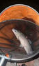 魚(yú)誘魚(yú)誘方便魚(yú)餌料牙膏餌粘膠餌擠壓式鯽魚(yú)鯉魚(yú)草魚(yú)搓餌釣魚(yú)垂釣釣餌 買(mǎi)二贈一【薯香】 曬單實(shí)拍圖