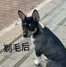 奧克斯（AUX）寵物剃毛器電推剪狗狗剃毛器充電電推子狗毛剃腳貓咪局部修毛剪毛器電動理發(fā)器貓咪泰迪金毛用品 標配 曬單實拍圖