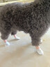 寵物狗狗貓咪一次性腳套鞋套小狗鞋子防水防臟小型犬出門(mén)外出用品 20pcs/袋 S碼（建議5-15斤） 曬單實(shí)拍圖