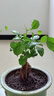 意軒提根幸福樹(shù)盆栽綠植物室內客廳好養四季常青吸甲醛花卉盆景平安樹(shù) 5年提根幸福樹(shù)（簡(jiǎn)易盆） 曬單實(shí)拍圖