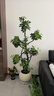 植男植女鴨腳木造型客廳盆栽八方來財(cái)室內(nèi)落地北歐輕奢大型好養(yǎng)常青綠植 鴨腳木-纏線造型款1.4-1.6M【送半年?duì)I養(yǎng)液】 曬單實(shí)拍圖