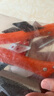 皇馳清縫工具瓷磚清縫神器美縫專用工具海綿砂塊水泥清縫刀十件套  曬單實(shí)拍圖