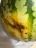 【產(chǎn)地直采】麒麟奶油西瓜1粒4kg 曬單實(shí)拍圖