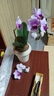 蝴蝶蘭花苗帶花苞客廳辦公室室內(nèi)桌面裝飾花卉植物四季好養(yǎng)盆栽 寶貝蝴蝶蘭配雪糕陶瓷盆 曬單實(shí)拍圖