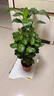 金錢(qián)兜盆栽辦公室內桌面陽(yáng)臺四季長(cháng)青盆景 錢(qián)多多原土盆 曬單實(shí)拍圖