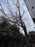 爛樹根特效藥爛根三年不長(zhǎng)草大樹爛根藥專用藥爛竹子根劑 大樹爛根王 500g 1桶 雜草竹子灌木通用除草粉爛根劑 曬單實(shí)拍圖