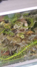憨憨樂園魚食小型魚孔雀魚糧熱帶魚飼料小魚觀賞紅綠燈斗魚微粒小顆粒 曬單實拍圖
