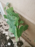 藍莓樹(shù)果苗藍莓苗盆栽地栽果苗帶大果南北方種植苗兔眼綠寶石果樹(shù) 5年苗_奧尼爾/帶葉帶土發(fā)貨 曬單實(shí)拍圖