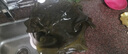 金唐 霞浦海帶頭250g/袋裝 特厚葉片昆布根梗煲湯火鍋 海產(chǎn)干貨 曬單實(shí)拍圖