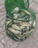 禧瑪諾（SHIMANO）進(jìn)口新款臺(tái)釣竿野釣鯽鯉魚鰱鳙碳素魚竿超輕硬綜合手竿十大品牌 硬調(diào) 13.5尺 4.05米 【國(guó)行帶卡】 曬單實(shí)拍圖